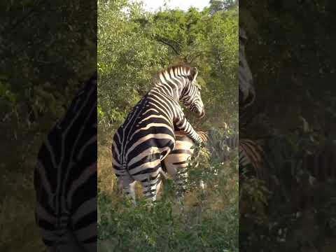 Zebra mating #wildlife #zebra #matingseason