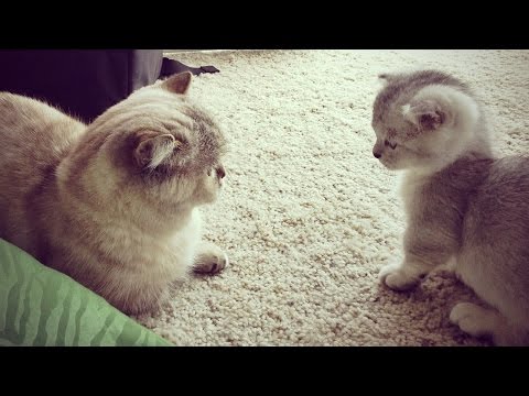 Видео: Mishka Meets Cayenne! Cute Munchkin Kitties Meet first Time
