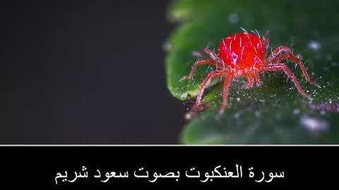 سورة العنكبوت بصوت سعود شريم