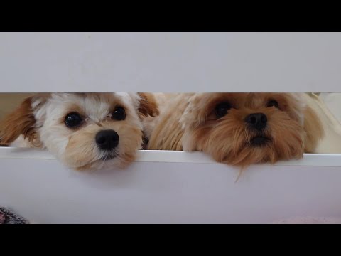 兄弟のようなチワプーのウィルくんとペキプーのとろろこんぶくん 🐶ひみつきちなう!②🐶  2024年4月22日