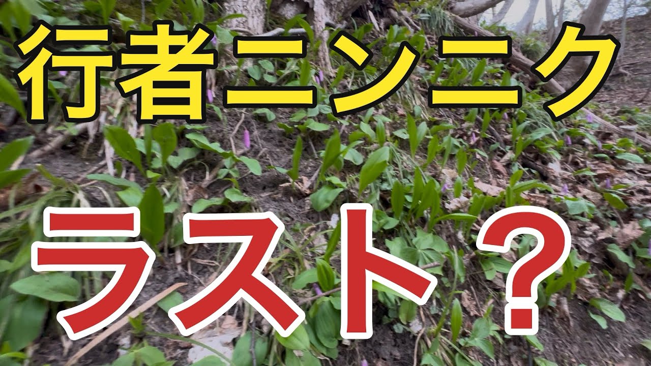 2025年4月15日【札幌近郊】行者ニンニク＆春山菜 - YouTube