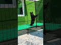GERMAN | SHEPHERD | BLACK | LONG | COAT | PUPPIES
