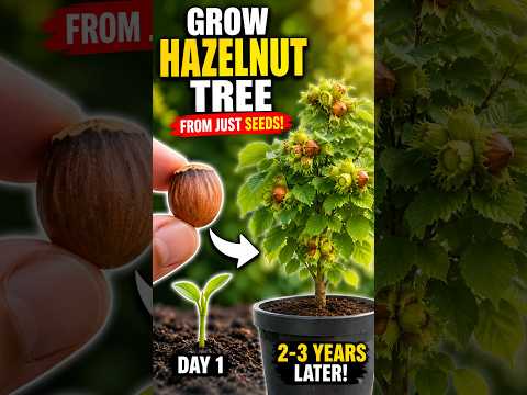 How to Grow Hazelnuts From Seeds