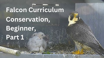 Falcon Curriculum: Conservation, Beginner, Part 1