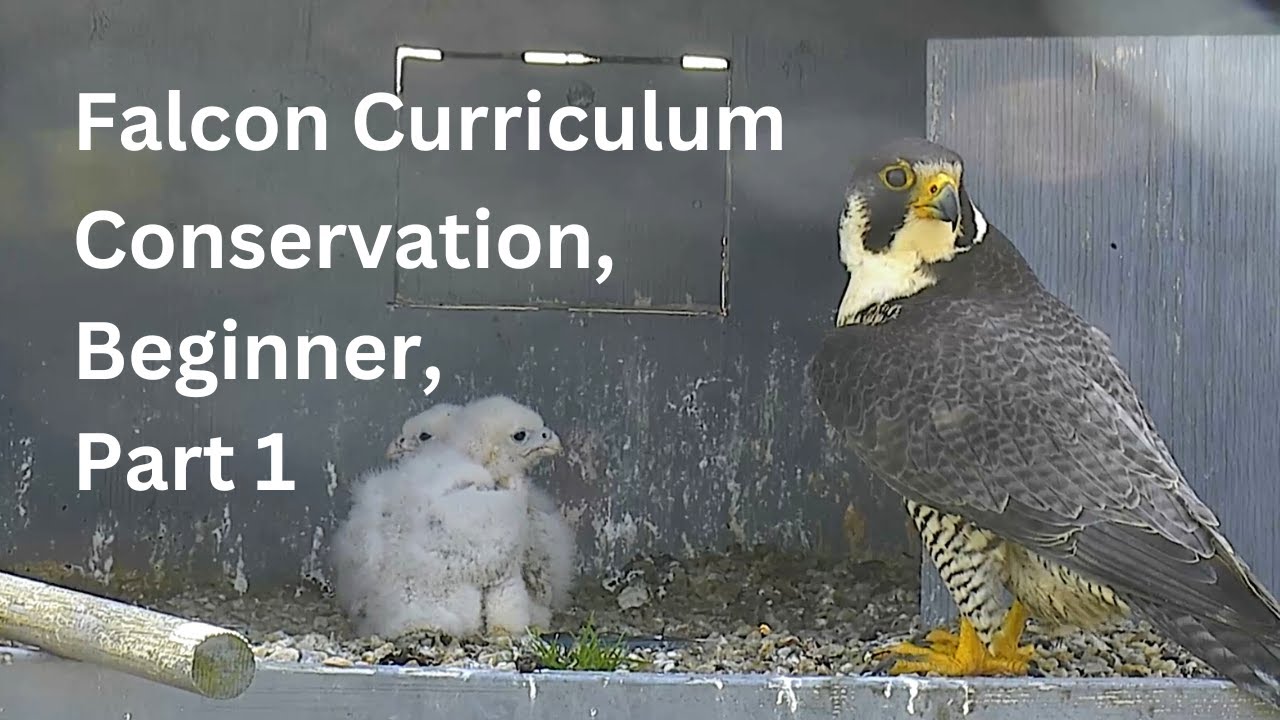 Falcon Curriculum Conservation Beginner Part 1 Youtube 
