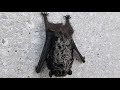 Fortyfive seconds with a silverhaired bat