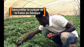 Démystifier la culture de la fraise au Sénégal