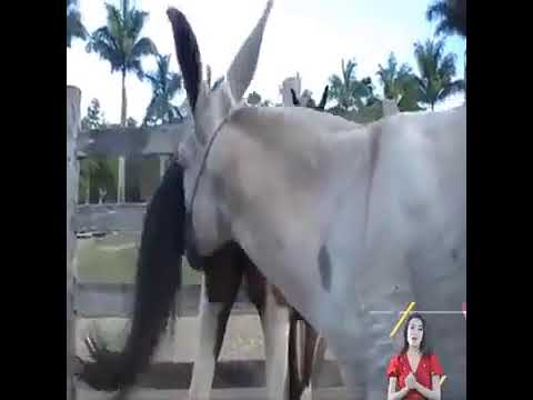 Horse mating (detailed) full video