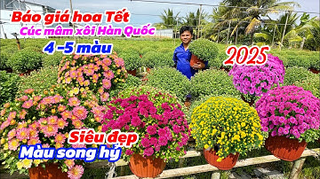 Báo giá hoa Tết cúc mâm xôi Hàn Quốc 4-5 màu..03/01😘📲0786840249.Phú