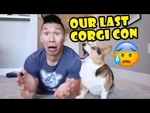 Video: Corgi Con Ist Alles, Wovon Hundeliebhaber Jemals Geträumt Haben