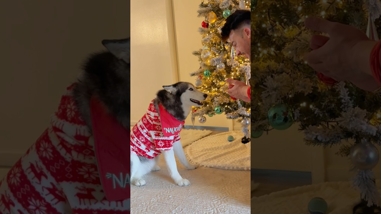 My Husky Sings The Merry Christmas Song! 😳🎄🎅