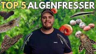 Die 5 BESTEN Algenfresser für dein Aquarium!