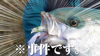 このルアーには釣れる理由があると聞いて、使ってみた結果…回遊魚が連発で大満足の釣行になった件。