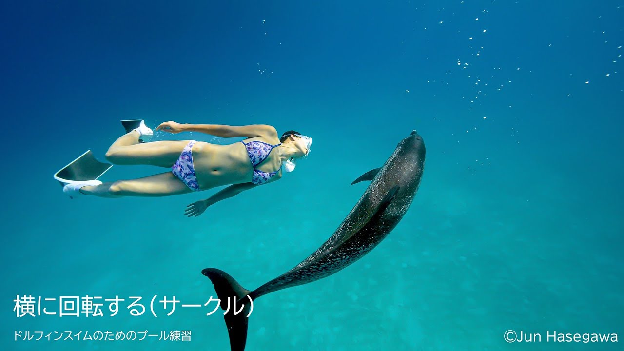 野生のイルカと泳ごう！第5回「ドルフィンスイム練習編」｜海の生き物