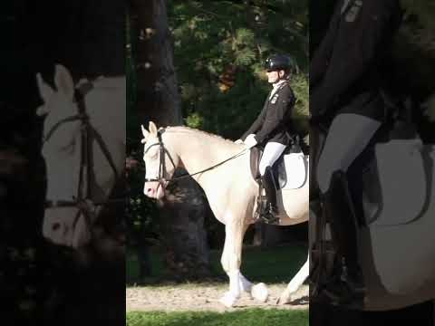 What Would You Pay For A Pony Like This Pony Dressage Equestrianjourney Equestrian Showpony 