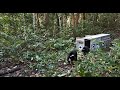 Sun Bear Rehabilitation | Sun Bears Back to the Wild! (Sunbearo And Loki) | BSBCC