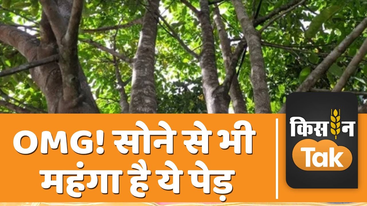 Agarwood Tree: किसान का कमाल, बिहार में उगाया North-East राज्यों का ये खास पेड़ | Kisan Tak