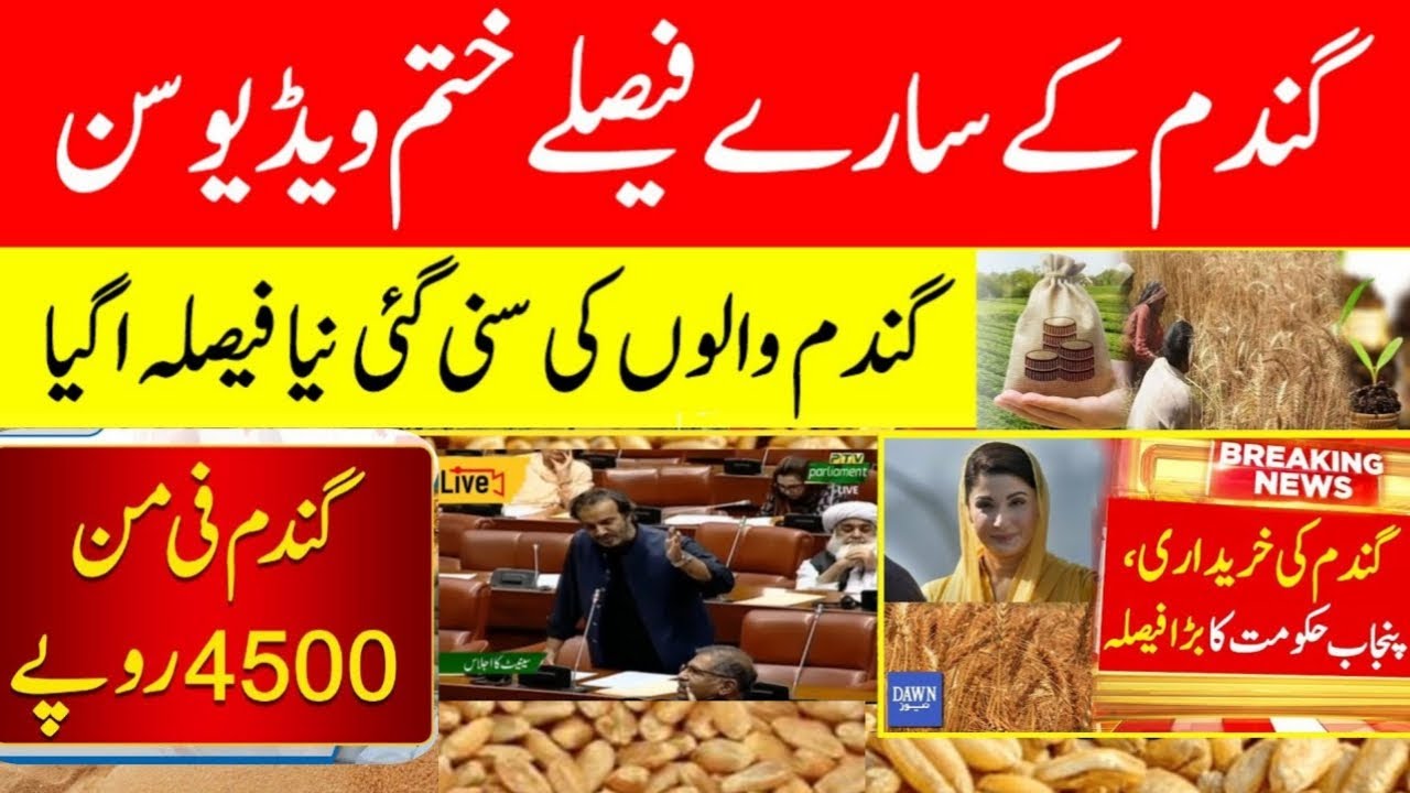 Wheat price 2025 in Punjab | wheat support price 2025 | گندم کی امدادی ...