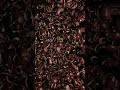 Coffee beans sim in houdini. #3d #houdini #houdinifx #rbd #simulation
