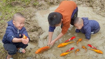 Em ổi thoả mãn khi bắt cá vàng bằng tay không ở vũng nước #cávàng #bắtcávàng