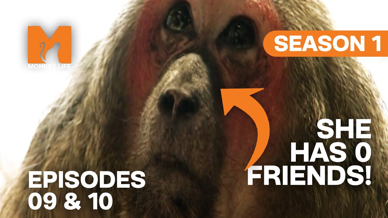 A Lonely Macaque Makes a Friend After Years of Isolation  | Season 1 Episodes 9 & 10 | Full Episodes