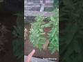kya apko bhi apne paudho me flower or fruits cahiye#vlogs #gardening #farming #shortvideo #shorts