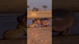 Cenas Que Você Nunca Vai Esquecer #animalfight #savana #épico