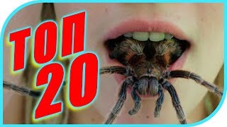 20 УДИВИТЕЛЬНЫХ ФАКТОВ О ЛЮДЯХ И ЖИВОТНЫХ. САМЫЕ ИНТЕРЕСНЫЕ ФАКТЫ В КОТОРЫЕ СЛОЖНО ПОВЕРИТЬ. 0+ 20 УДИВИТЕЛЬНЫХ ФАКТОВ О ЛЮДЯХ И ЖИВОТНЫХ. САМЫЕ ИНТЕРЕСНЫЕ ФАКТЫ В КОТОРЫЕ СЛОЖНО ПОВЕРИТЬ. 0+