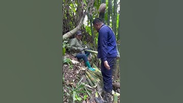 nay 2 vợ chồng mình đi lấy măng các bác ạ #daibackan #cuocsong #xuhuong