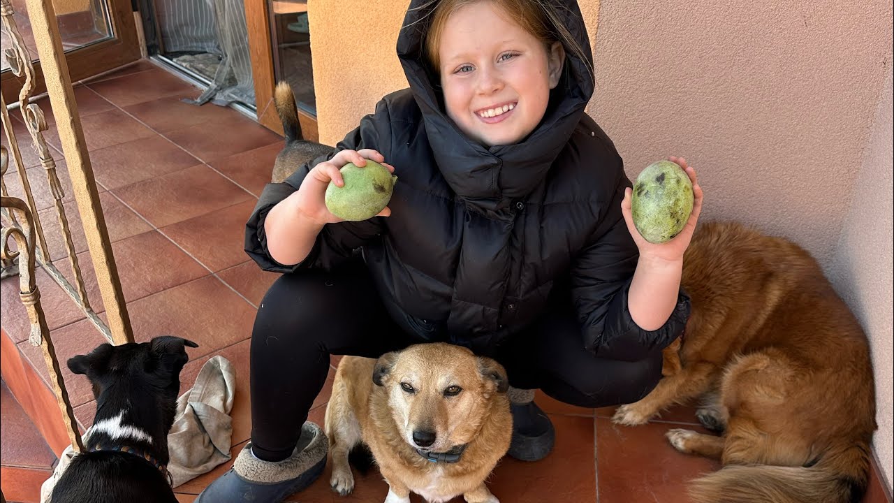 Дегустація власної азіміни . Київська область 