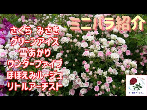 Introducing 7 varieties of mini roses for spring 2024 - YouTube