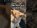 #王子＃縄文柴犬#dog #柴犬 #25.2.1