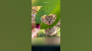 Quokka, loài động vật hạnh phúc nhất thế giới, và những sự thật thú vị mà có thể bạn chưa biết.