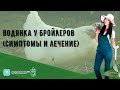 Водянка у бройлеров (симптомы и лечение)