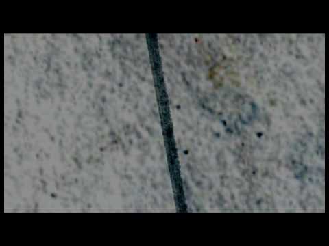 Adobe After Effects CS4 / Title Composing