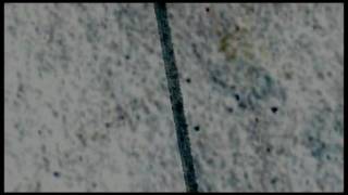Adobe After Effects CS4 / Title Composing