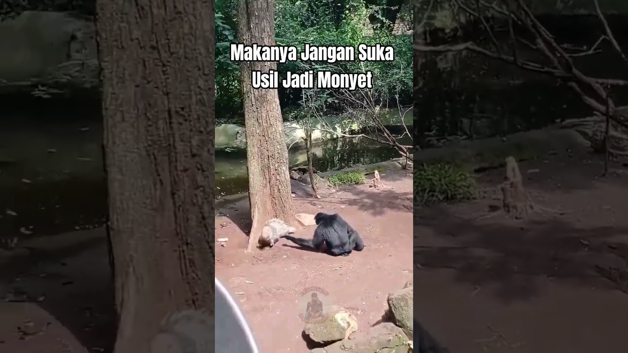 Gara-gara Usil Monyet Dikejar Landak #shorts