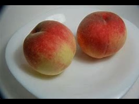 桃の栽培 桃を種から育てる Vol 1 Youtube