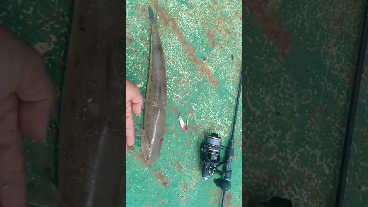 Giant Lizard Fish 🎣 