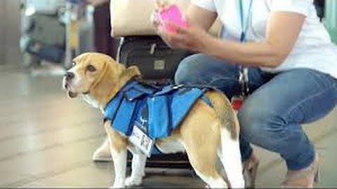 KLM Lost & Found service