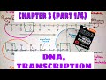 DNA RNA And Transcription Chapter 3 Part1 4 Guyton And Hall Text Book Of Medical Physiology 