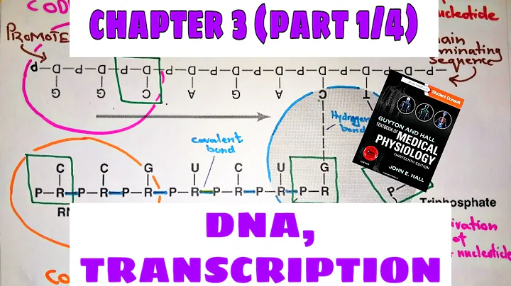 DNA, RNA and Transcription - Chapter 3(part1/4) Guyton and Hall Text Book of Medical Physiology
