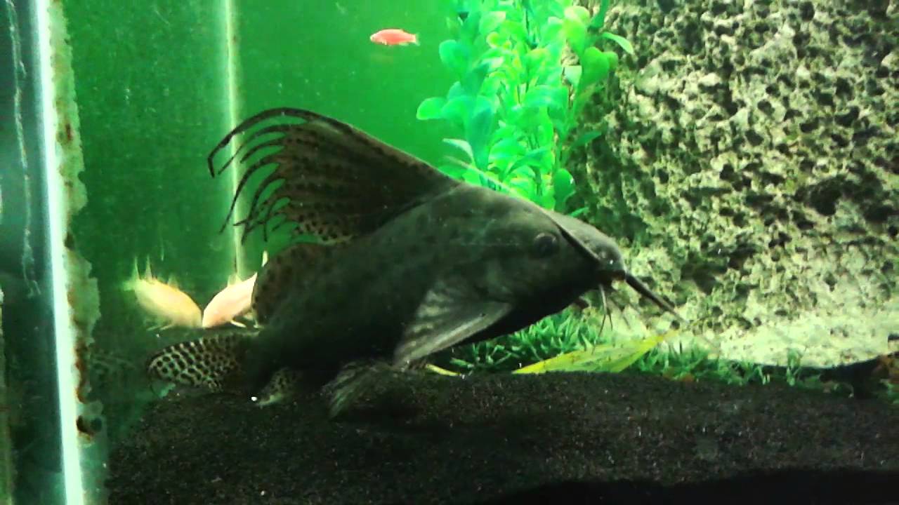 upside down catfish care