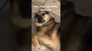 The dawg is eepy #dog #germanshepherd