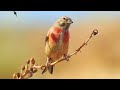التفاحي حسون تفاحي Linotte Mélodieuse Wildlife Algerie Wildlifephotography الجزائر Algeria 