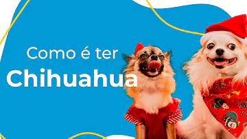 Por que ter um chihuahua?