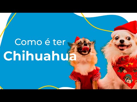 Vídeo: Como Nomear Um Chihuahua