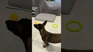 Our Malinois. Which toy should we choose?Наш Малинуа.Какую же игрушку выбрать?