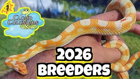 Breeding Snakes. Cloud Colubrids 2026 Breeding Projects. 