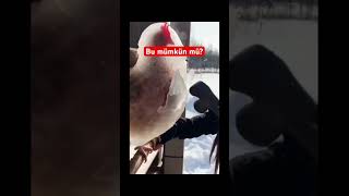 Donmuş tavuk, mümkün mü? #keşfet #GünArası